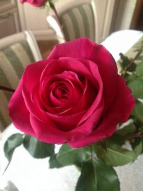 Роза прекрасна, роза нежна Александр Дюмин