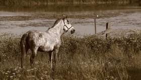 Конь (Выйду ночью в поле с конем) Анна Стожкова