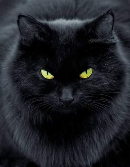 Чёрный кот Браво - (рок н ролл)