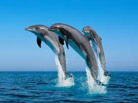 дельфины Мумий Тролль и Дельфин