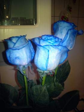 ты смеялась на до мной, я просила на свидание синих роз. Frequenz