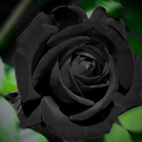 Тоскуя по дому ( Черный Цветок ) Гио Пика