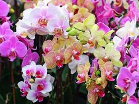 Орхидея И все о той весне