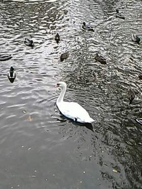 Белый лебедь на пруду Илья Ефимов