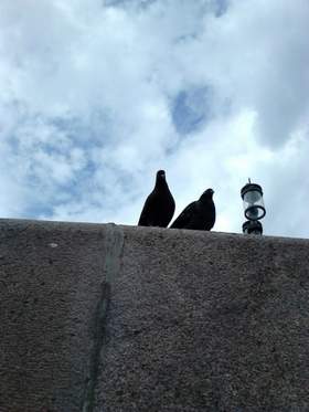 Голуби целуются на крыше Ирина Ежова
