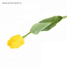 Желтые тюльпаны Яникс