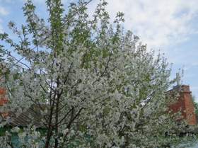 Вишня белоснежная цветёт Криница
