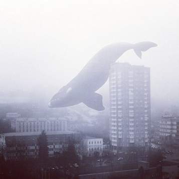 огромный синий кит, порвать не может сеть Люмен