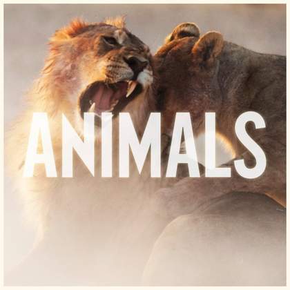 Animals Maroon 5(Cover by Ali Brustofski & PopGun)