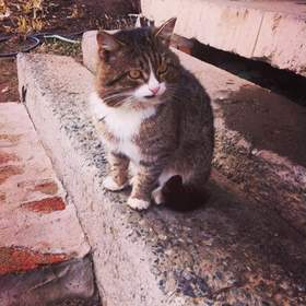 толстый мой, притолстый, мой жирный кот Масяня