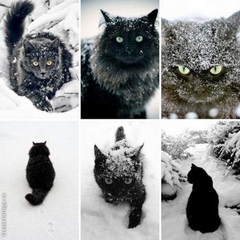 Жил да был черный кот за углом Миансарова Тамара