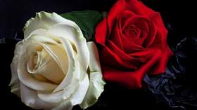 Роза белая, роза алая Минус