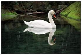 Белый лебедь на пруду. минусовка