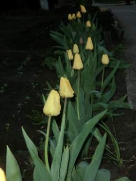 Желтые тюльпаны Наргиз Закирова
