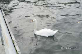А белый лебедь на пруду Неизвестен