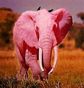 Розовый слон Песня из к-ф 