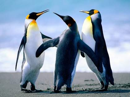 В антарктиде льдины землю скрыли Про пингвинов