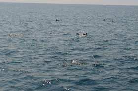 Все дельфины в ураган уплывают в океан Русский Шансон