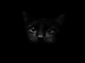 Черный кот Тбили Тёплый