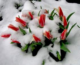 Цветы под снегом Долина Лариса