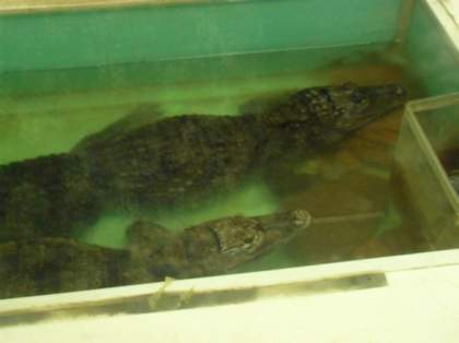Моя подруга - крокодил Виолетта Дядюра (VIA-Летта)